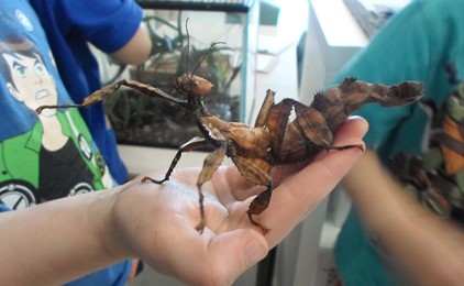 St Nick's kids learn about spiny leaf insects IMAGE