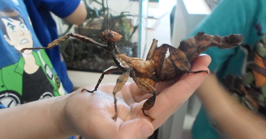 St Nick's kids learn about spiny leaf insects IMAGE